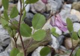 Ononis rotundifolia