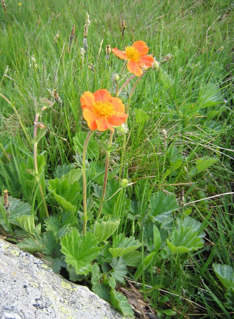 Изображение особи Geum coccineum.