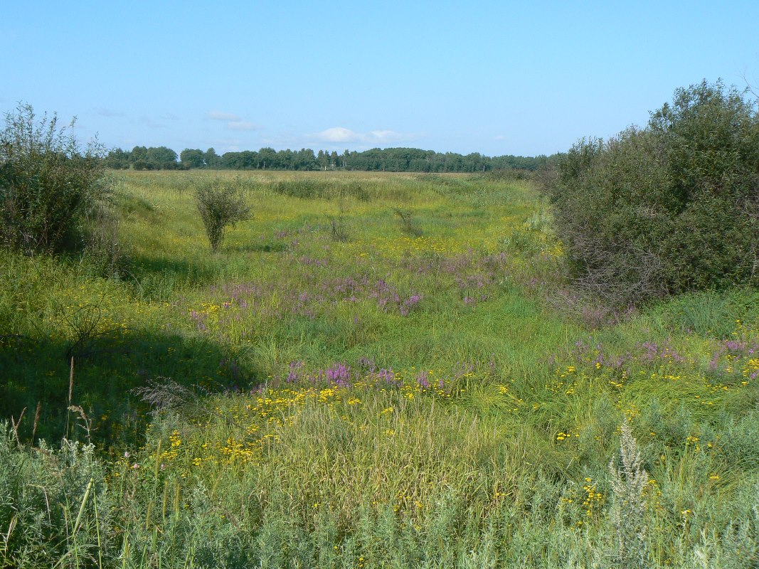 Image of Lythrum salicaria specimen.