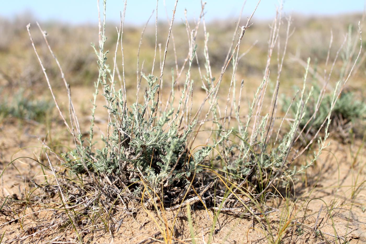 Изображение особи Artemisia terrae-albae.