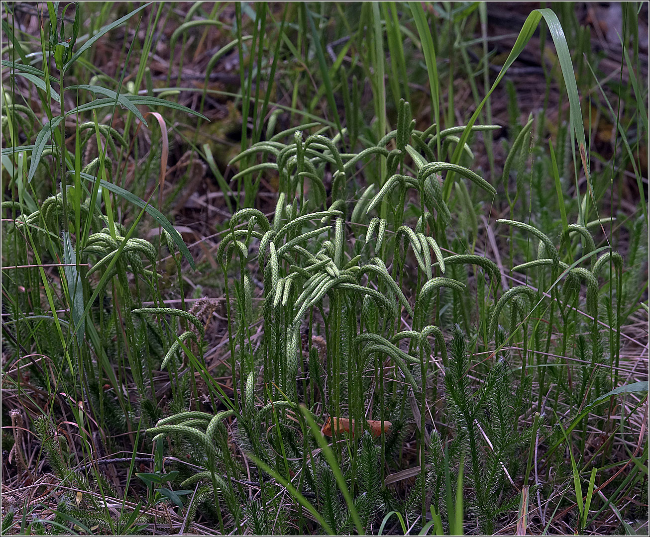 Изображение особи Lycopodium clavatum.