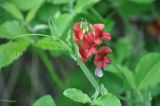 Lathyrus miniatus