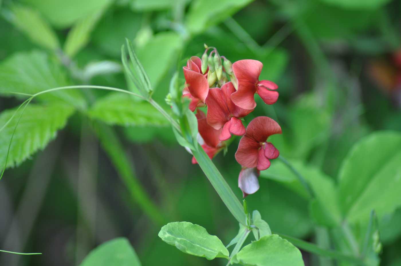 Изображение особи Lathyrus miniatus.