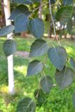 род Betula