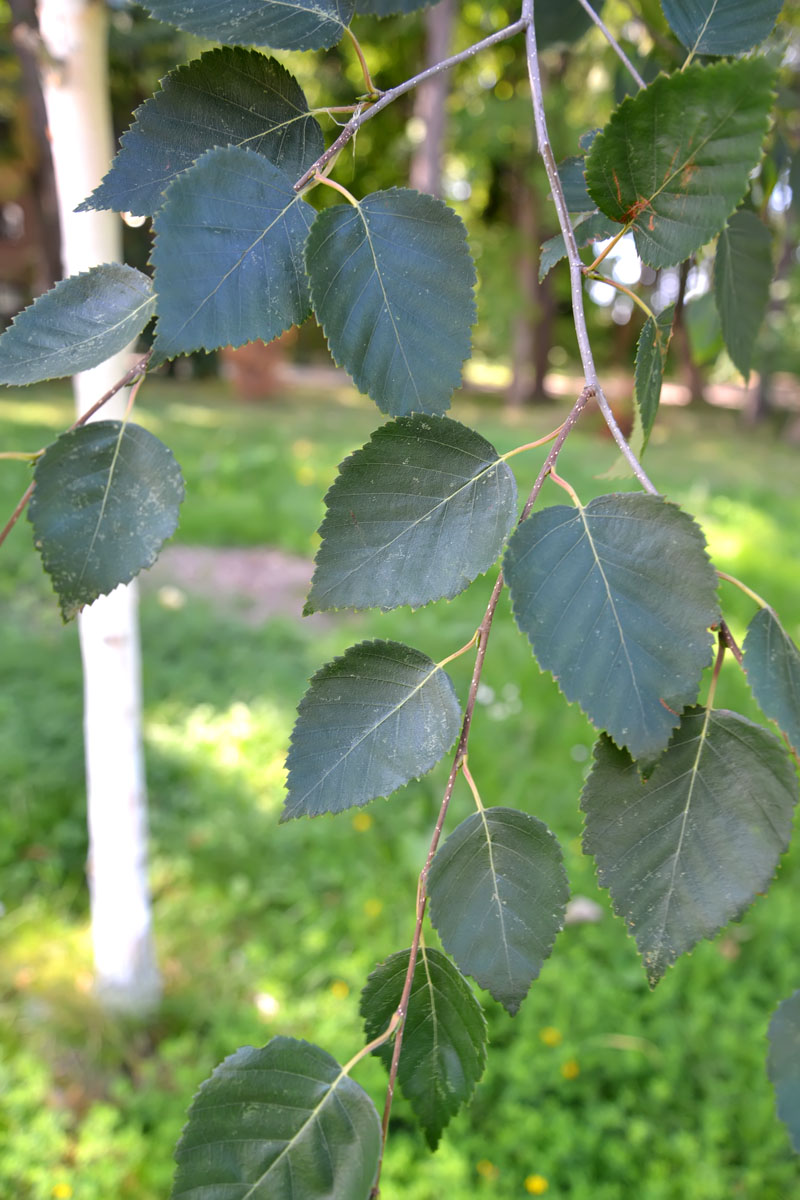 Image of genus Betula specimen.