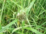 Scirpus orientalis