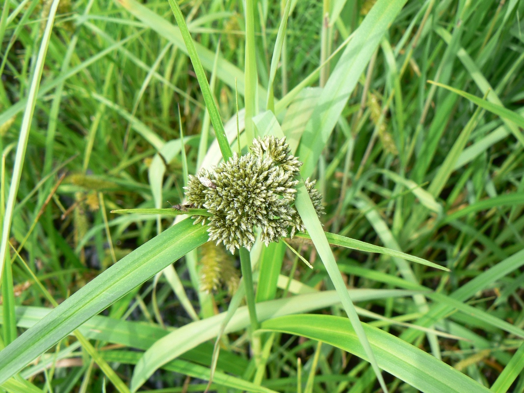 Изображение особи Scirpus orientalis.