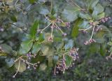 Viburnum tinus