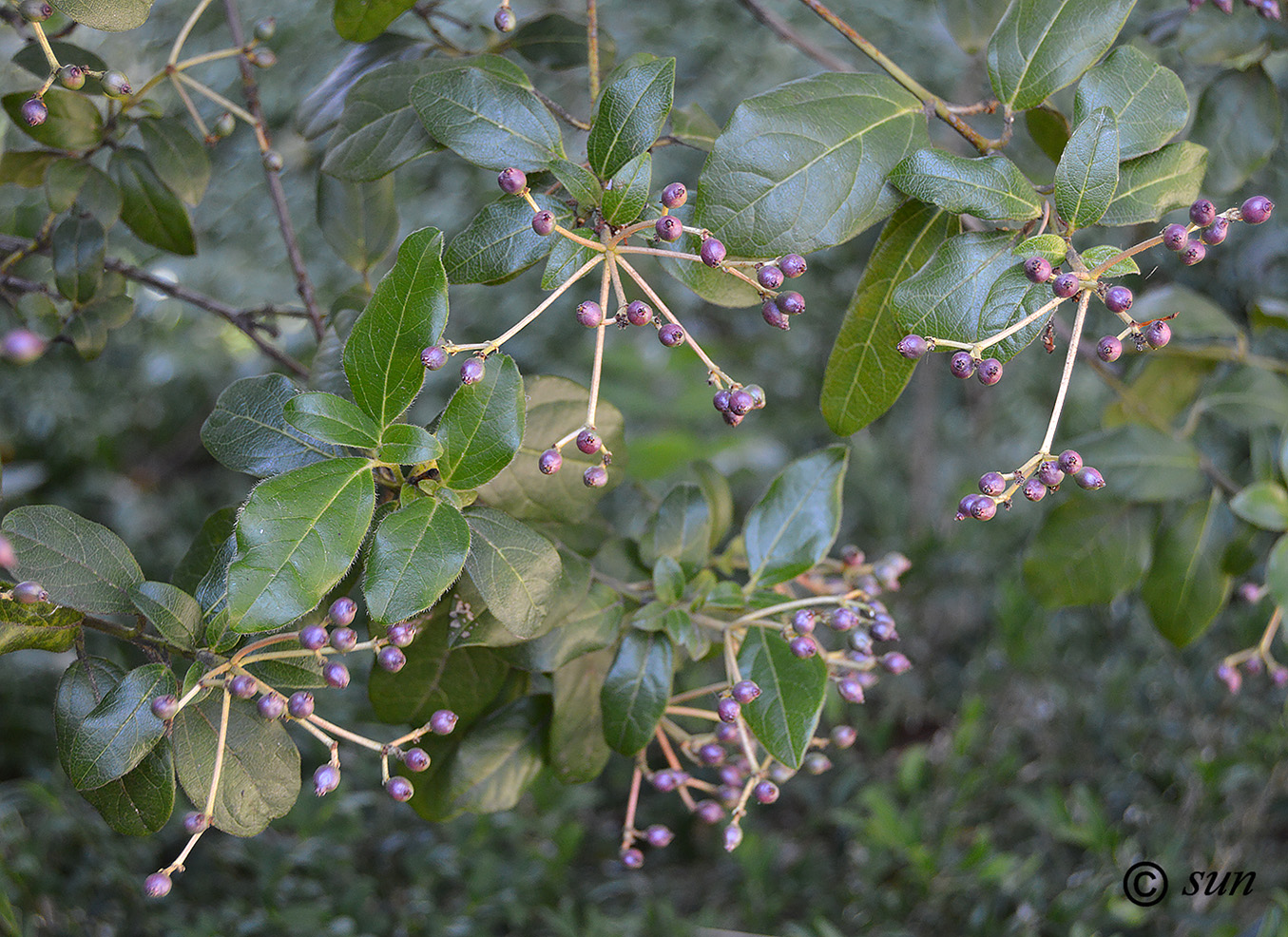 Изображение особи Viburnum tinus.