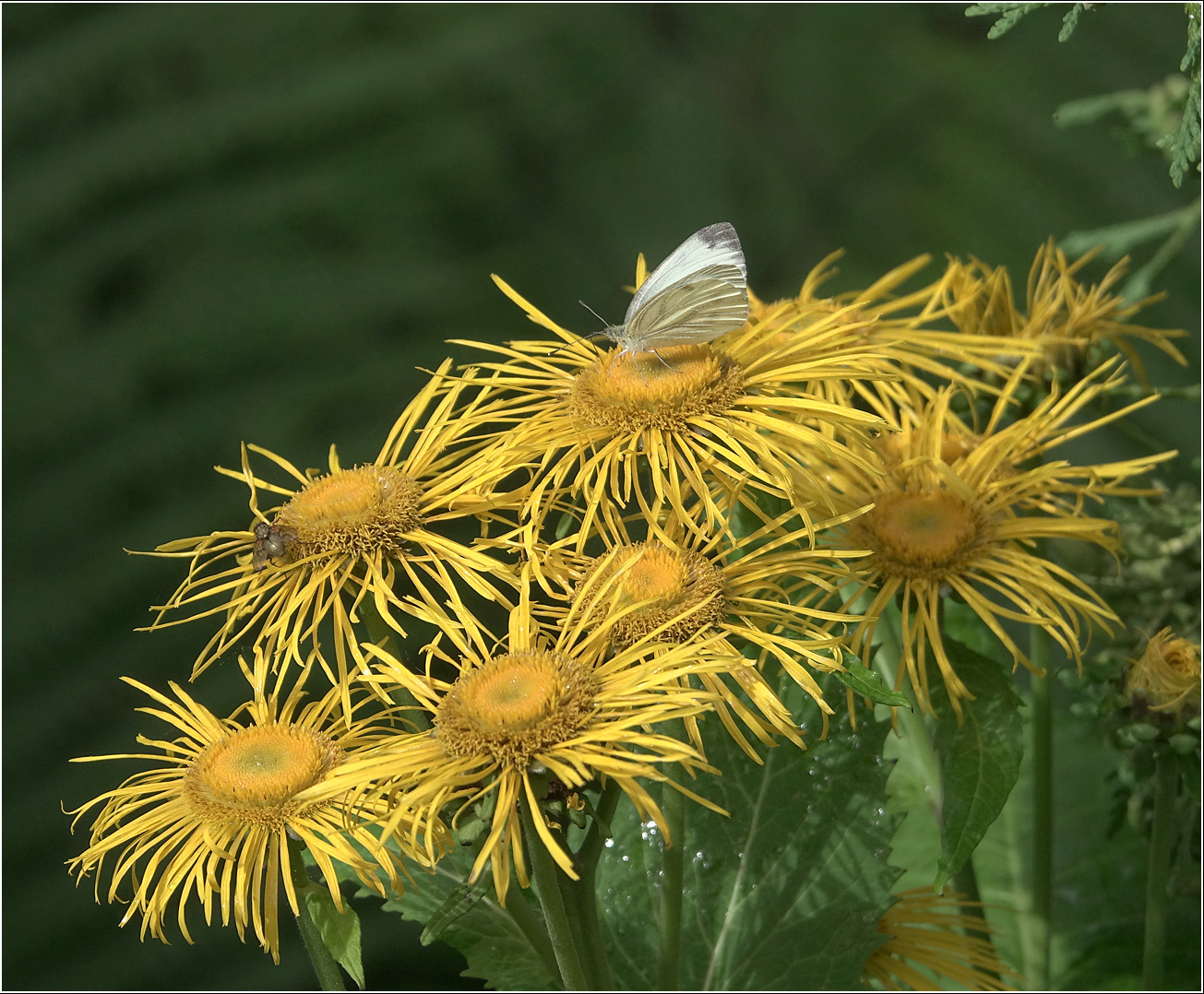 Image of Telekia speciosa specimen.