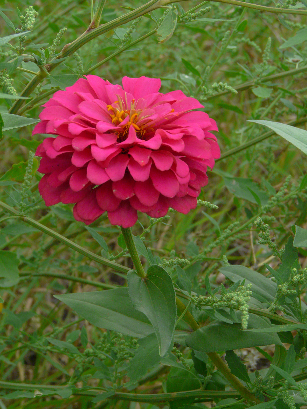 Изображение особи Zinnia elegans.