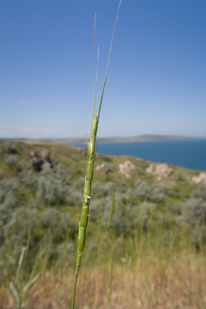 Изображение особи Aegilops cylindrica.