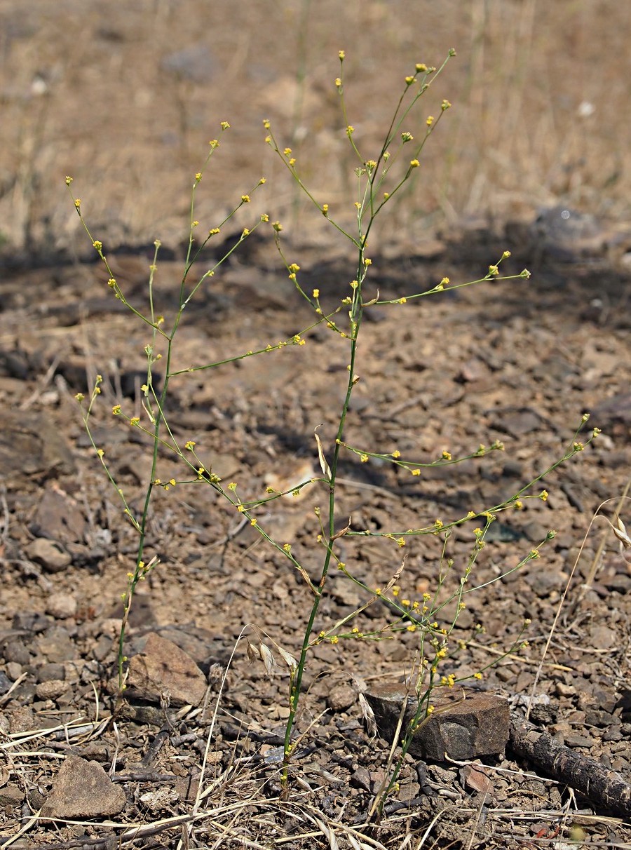 Image of Bupleurum asperuloides specimen.