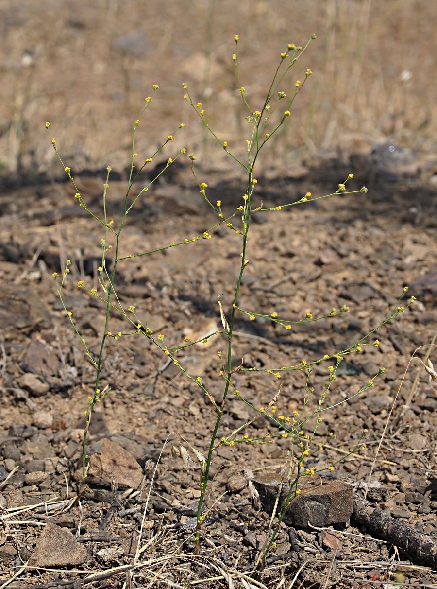 Изображение особи Bupleurum asperuloides.