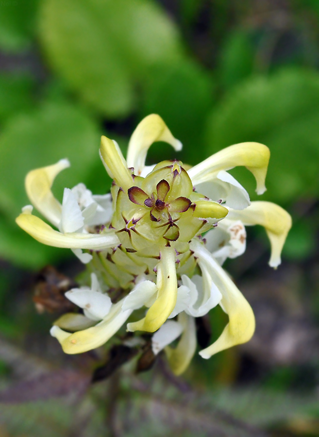 Image of Pedicularis compacta specimen.