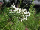 Achillea impatiens. Верхушка растения с соцветиями. Магаданская обл., окр. г. Магадан, 6 км основной трассы, разнотравная поляна у дороги. 30.07.2021.