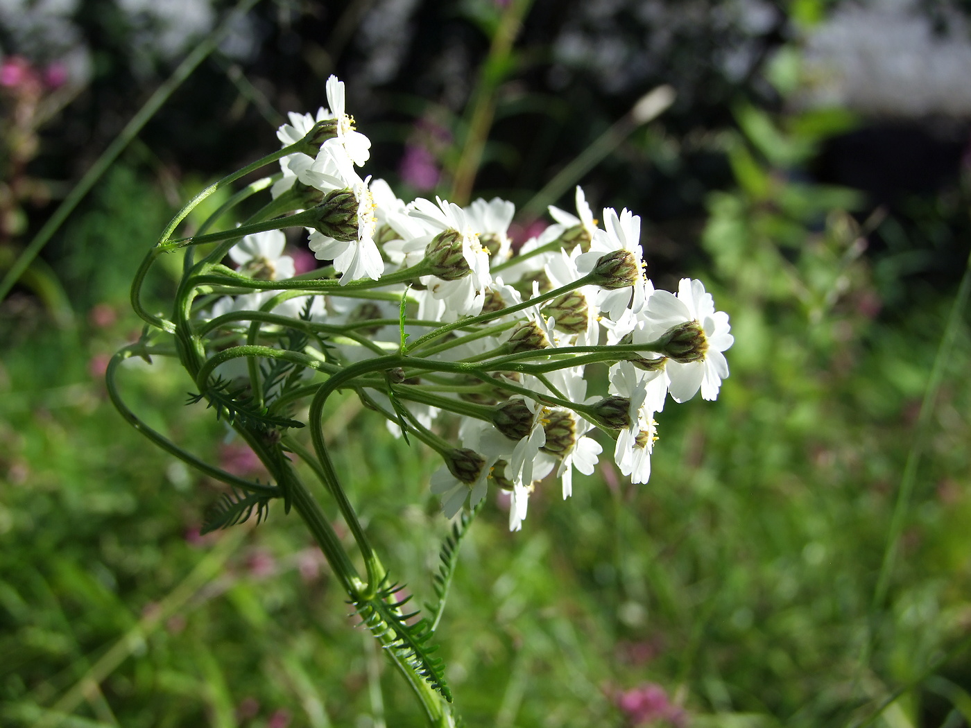 Изображение особи Achillea impatiens.