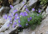 Campanula rotundifolia