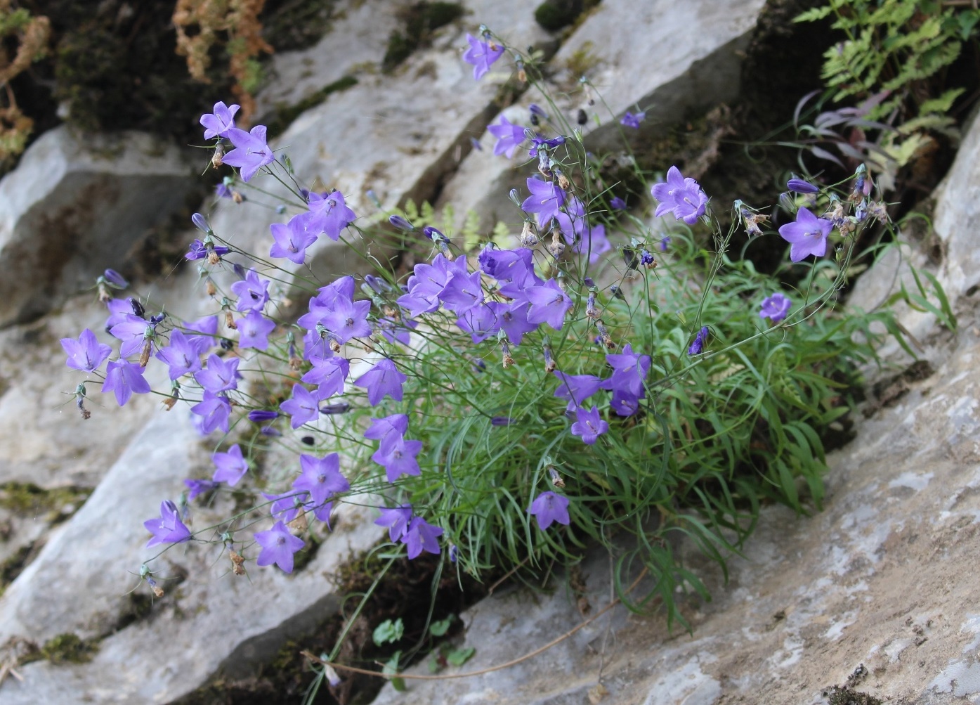 Изображение особи Campanula rotundifolia.