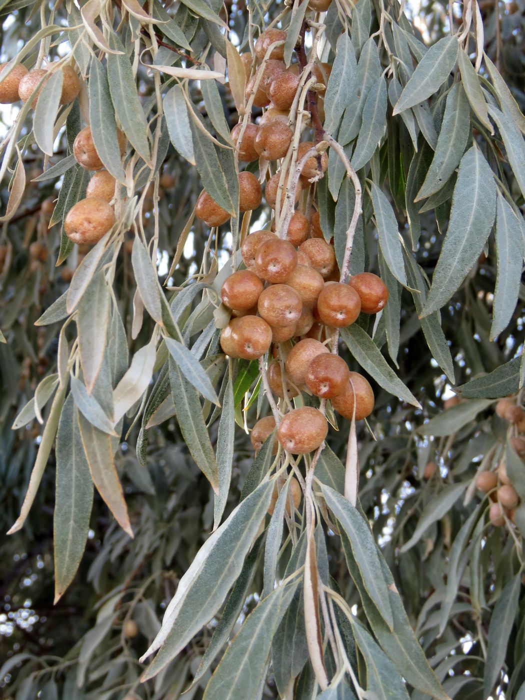 Image of Elaeagnus angustifolia specimen.