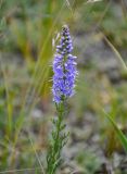 Veronica pinnata