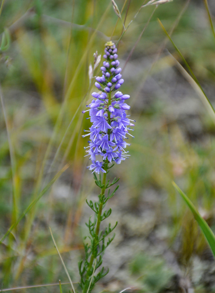 Изображение особи Veronica pinnata.