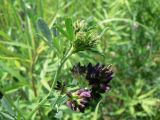 Medicago &times; varia
