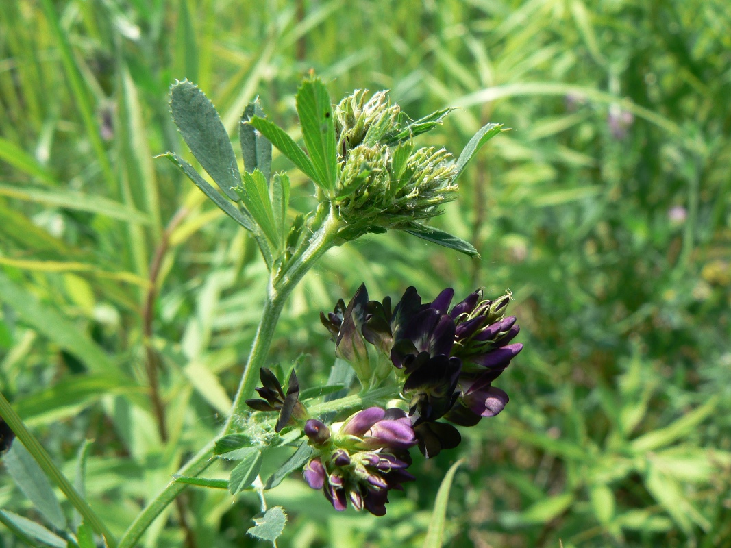 Image of Medicago &times; varia specimen.