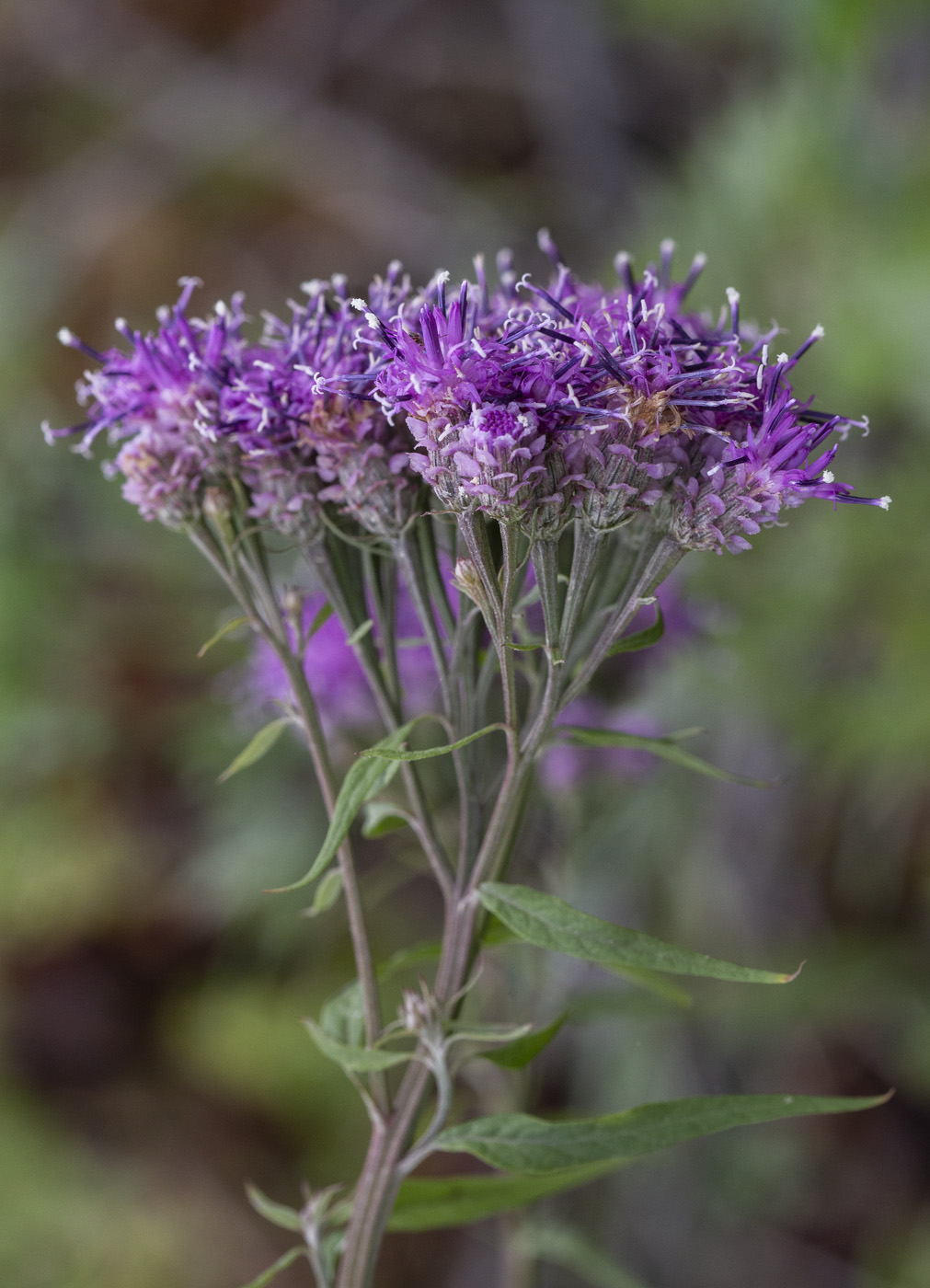Изображение особи Saussurea pulchella.