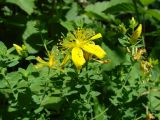 Hypericum perforatum