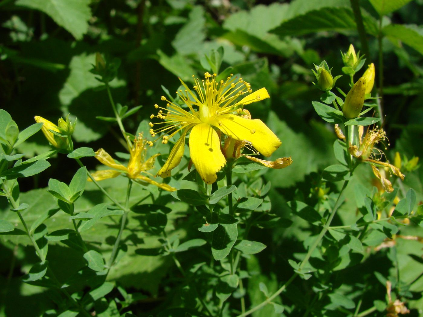 Изображение особи Hypericum perforatum.