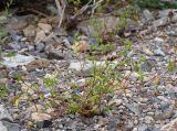 Commelina communis. Цветущее растение на прирусловом галечнике. Приморский край, Лазовский р-н, Лазовский заповедник, окр. кордона Карпадь, берег реки Прямушки. 19.08.2009.