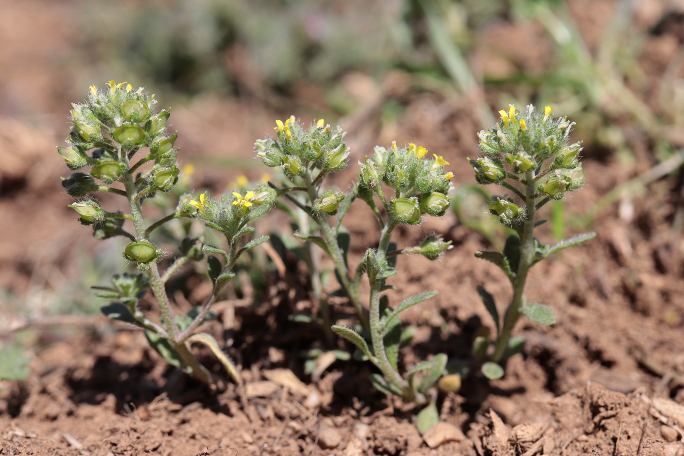 Изображение особи Alyssum minutum.