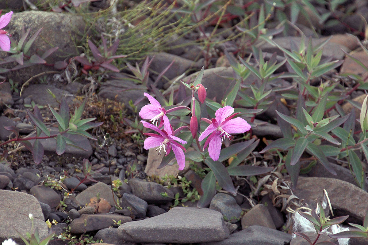 Image of Chamaenerion latifolium specimen.