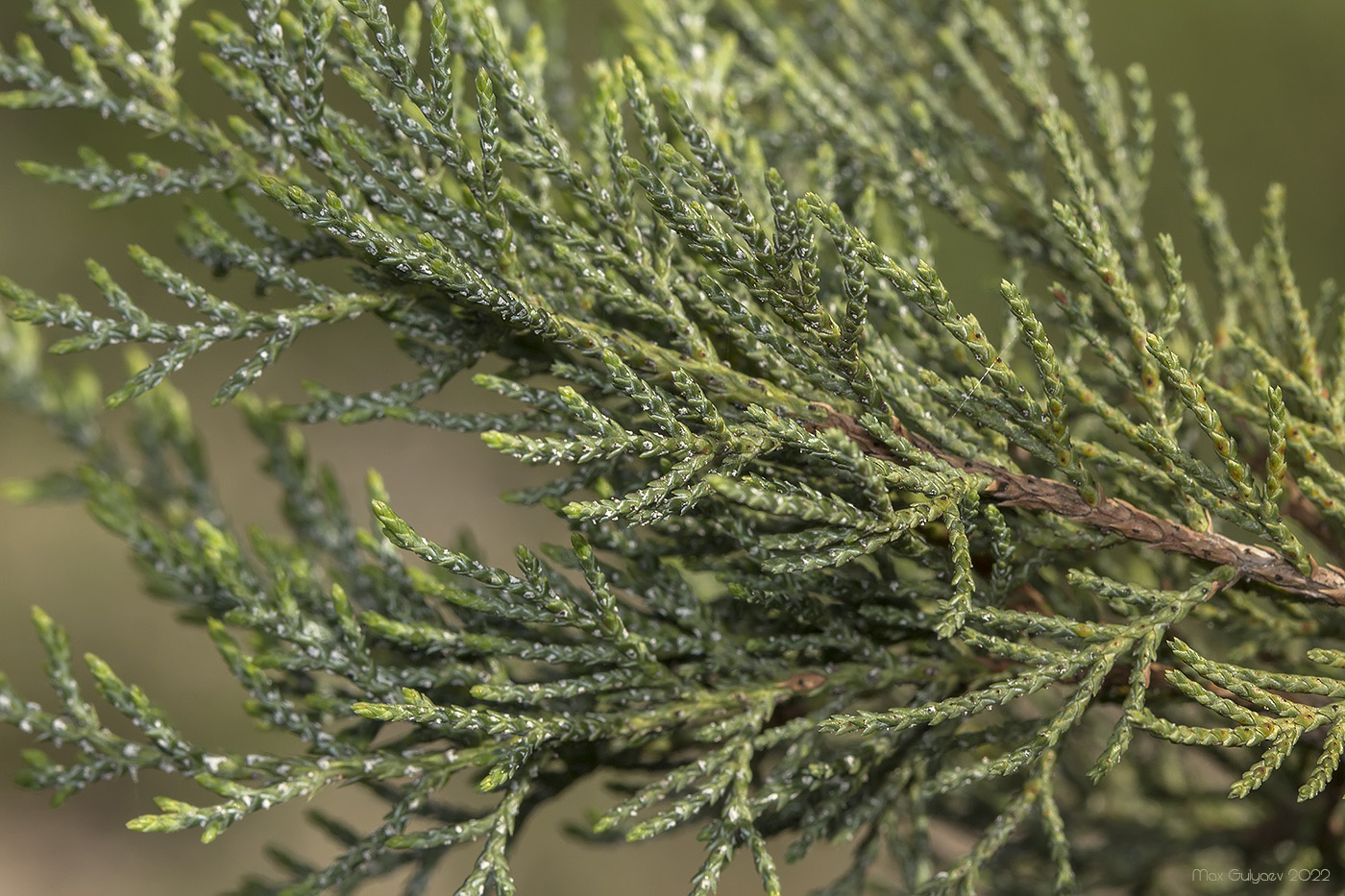 Image of Juniperus excelsa specimen.