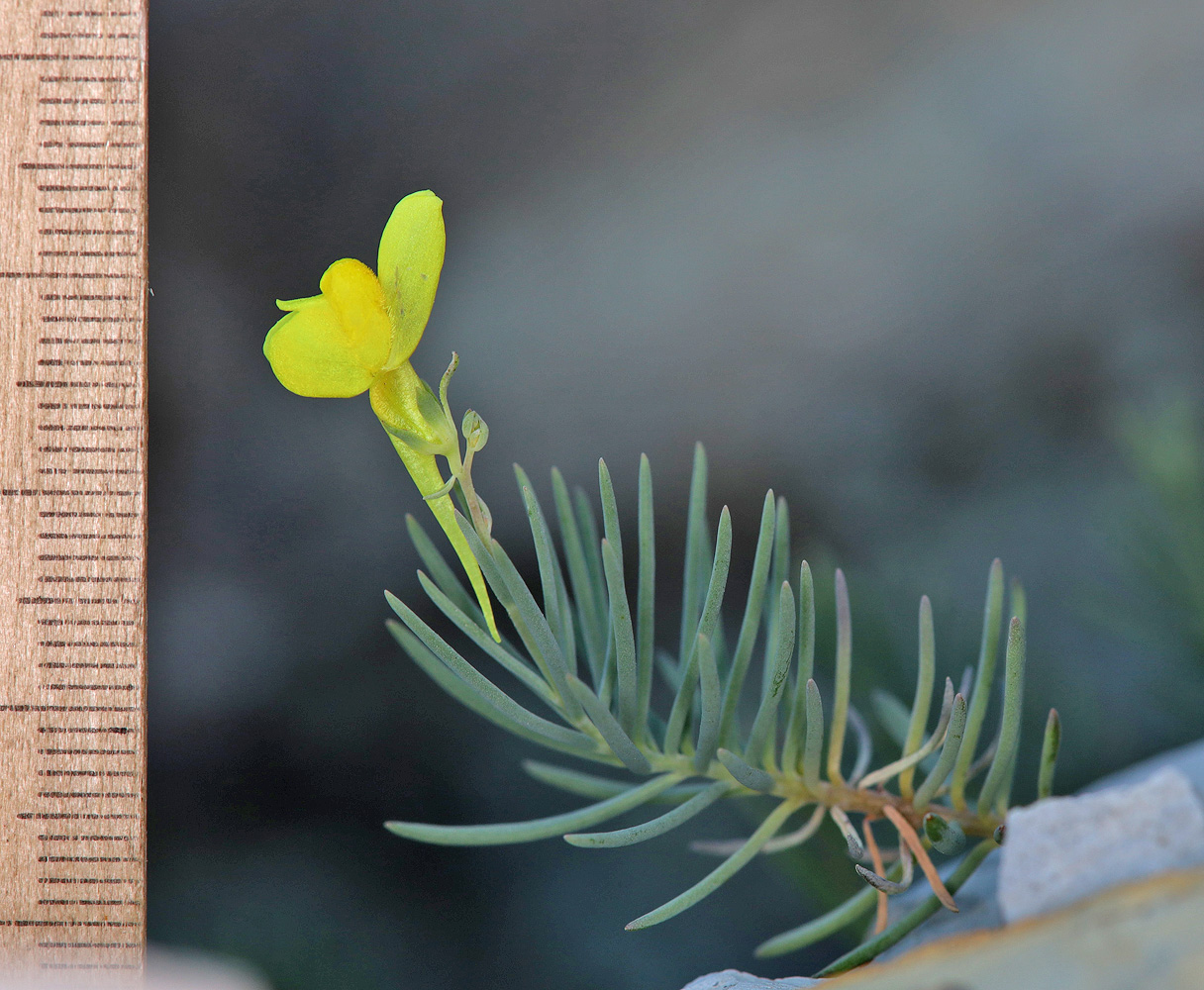 Изображение особи Linaria markotchensis.