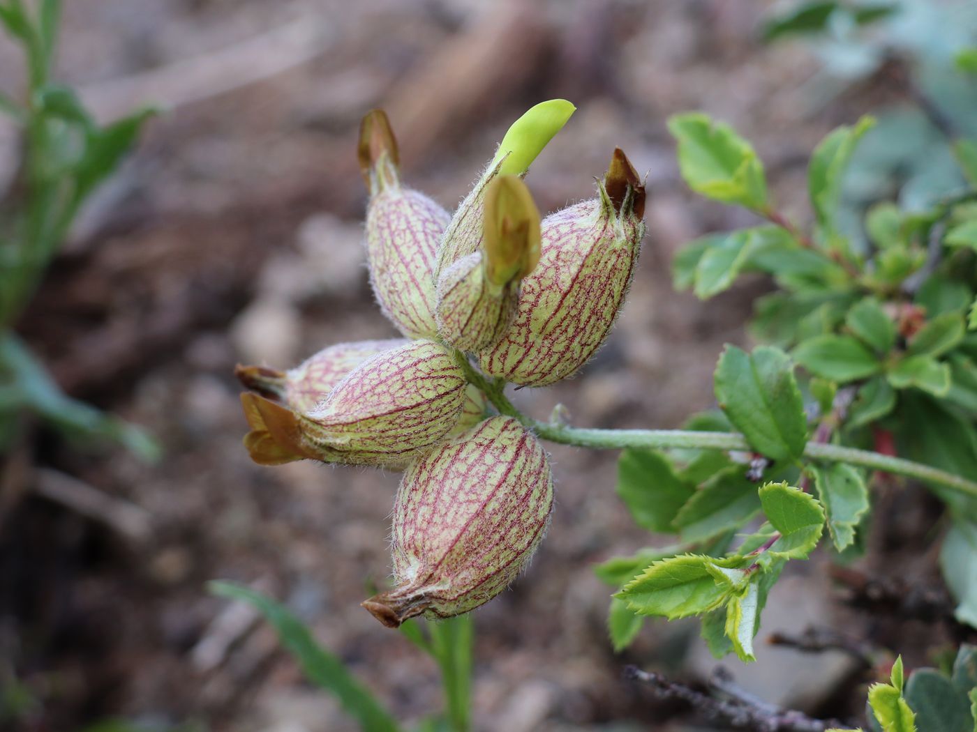 Изображение особи Astragalus rubrivenosus.