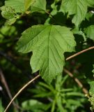 Viburnum opulus