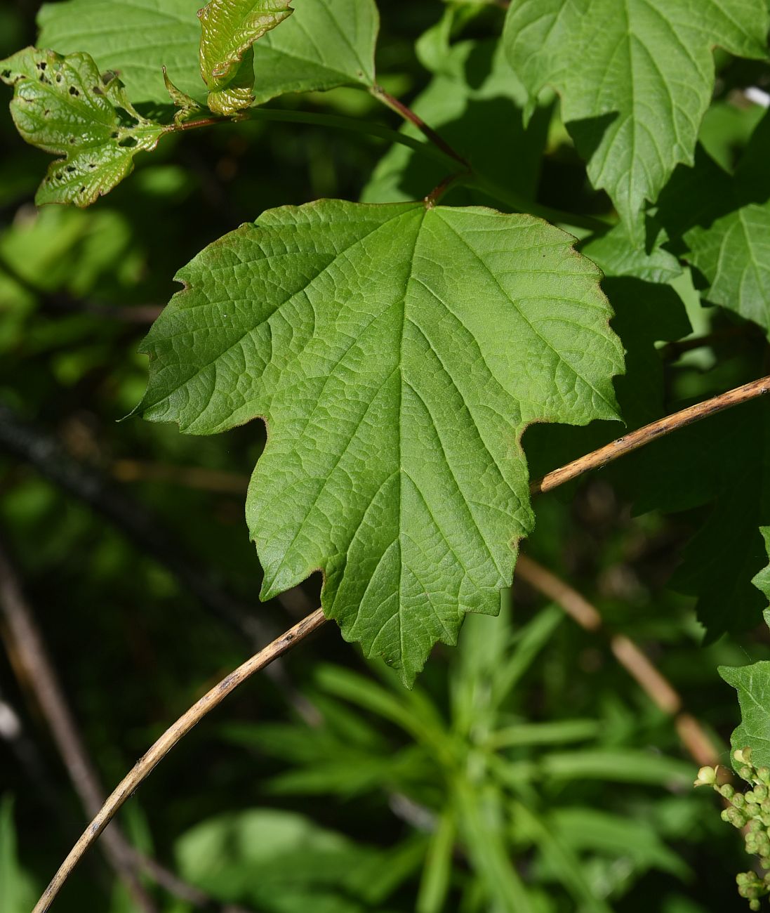 Изображение особи Viburnum opulus.