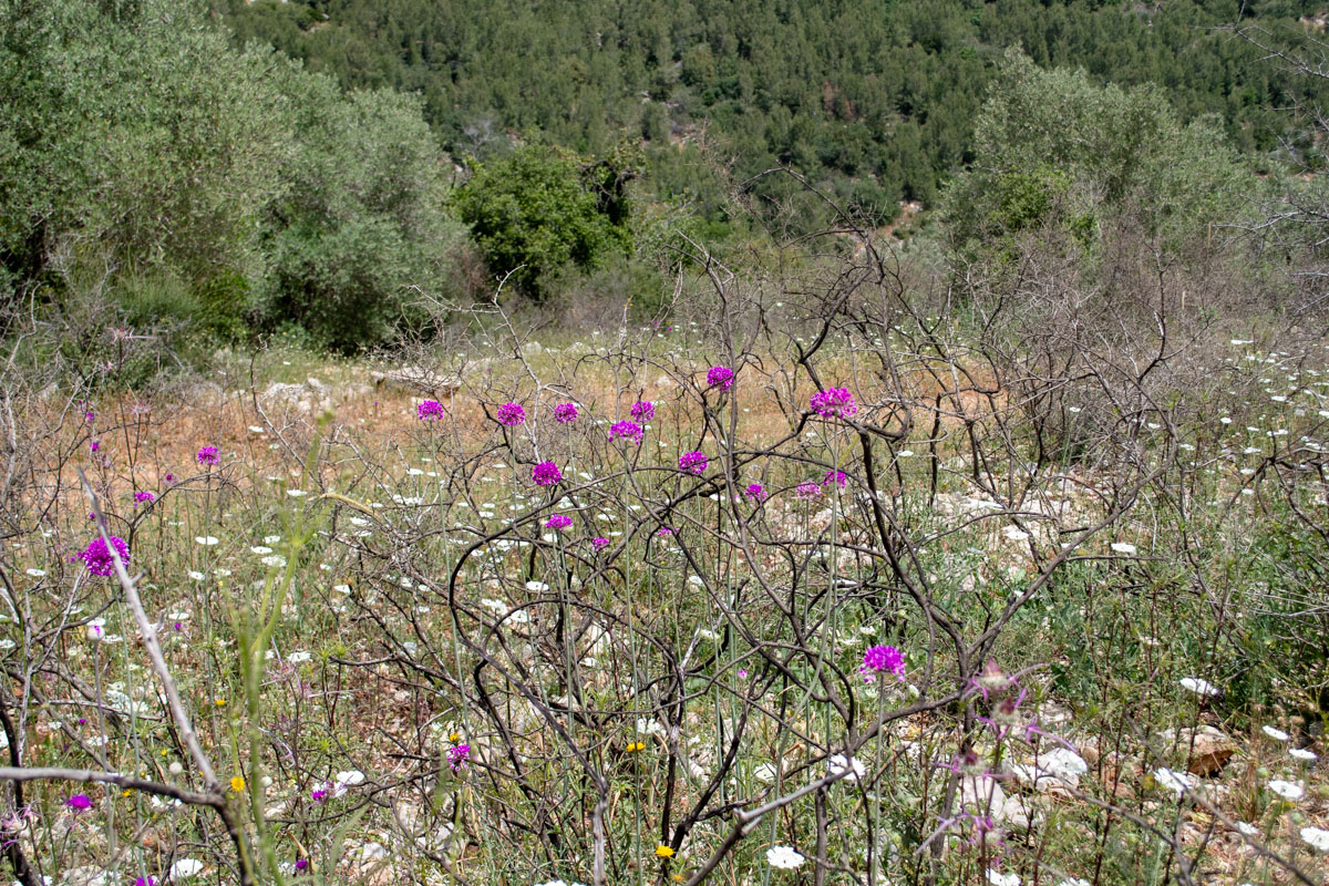 Image of Allium carmeli specimen.