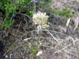 Allium leptomorphum