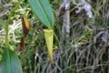 genus Nepenthes. Лист с ловчим кувшинчиком. Мадагаскар, провинция Туамасина, регион Ацинанана, заповедник \"Пальмариум\". 13.10.2016.