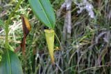 род Nepenthes. Лист с ловчим кувшинчиком. Мадагаскар, провинция Туамасина, регион Ацинанана, заповедник \"Пальмариум\". 13.10.2016.