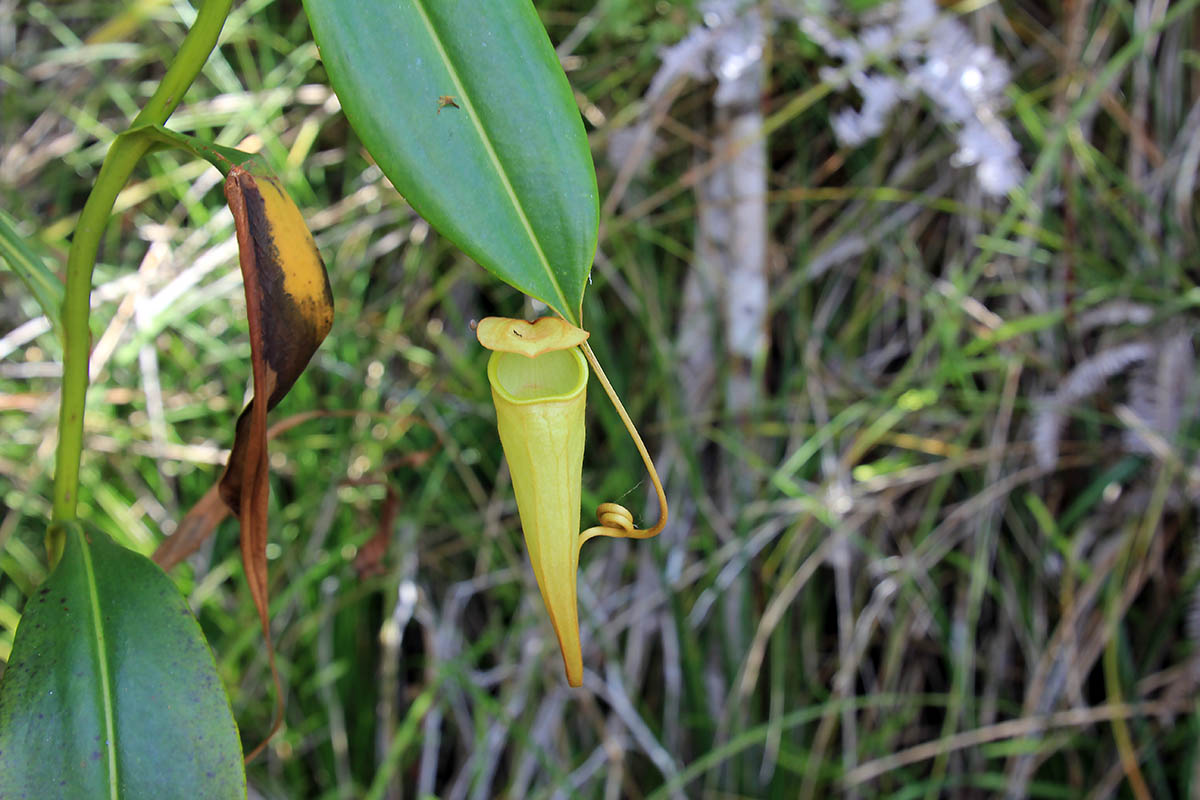 Изображение особи род Nepenthes.