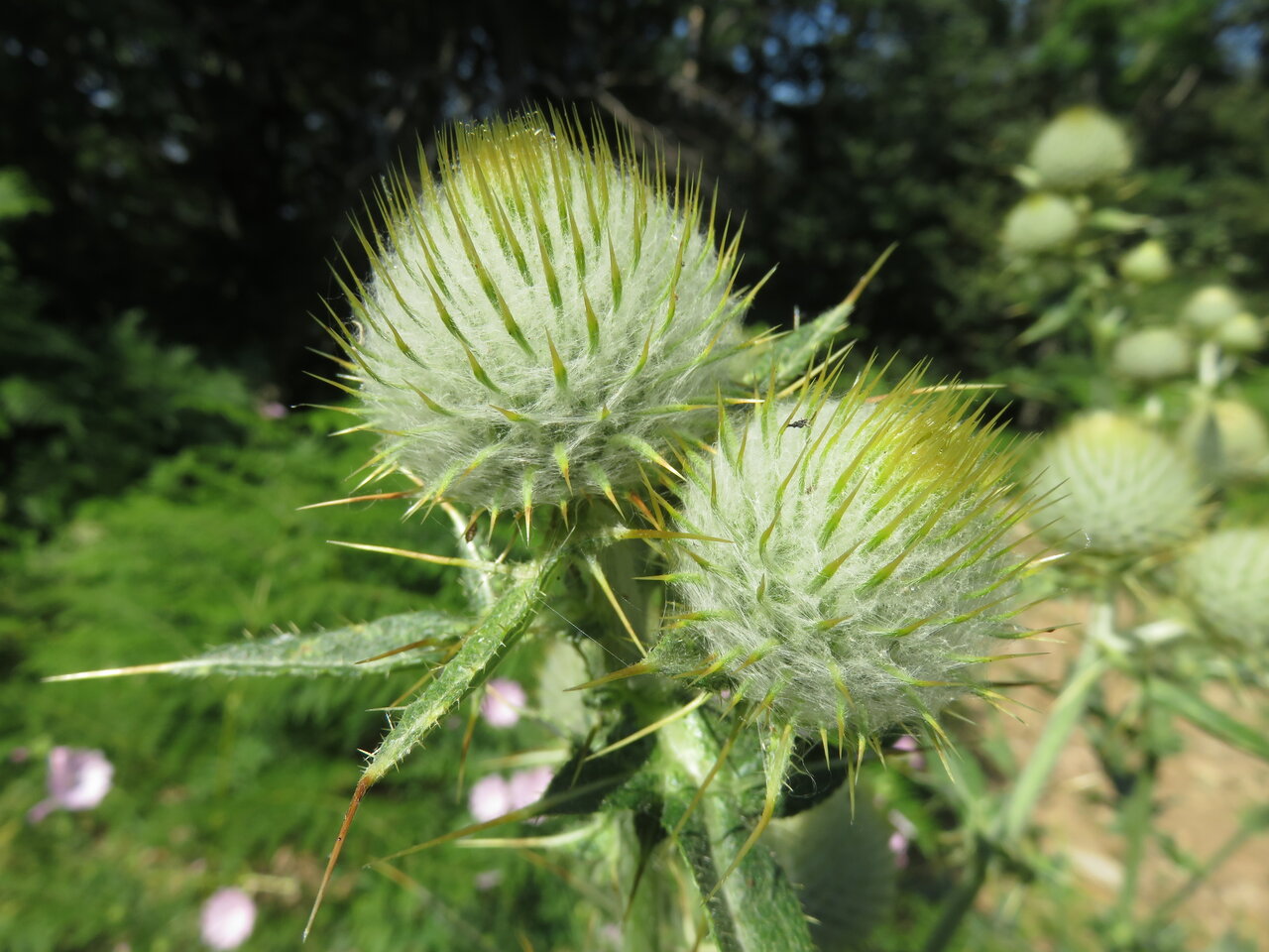 Изображение особи Cirsium eriophorum.