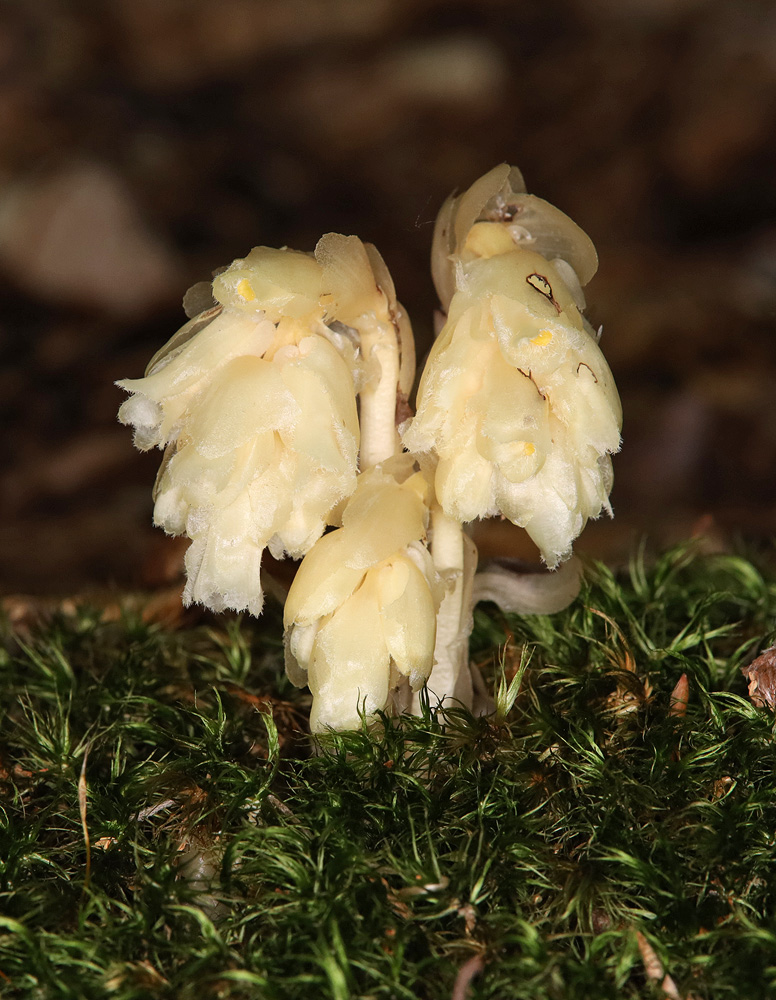 Image of Hypopitys monotropa specimen.