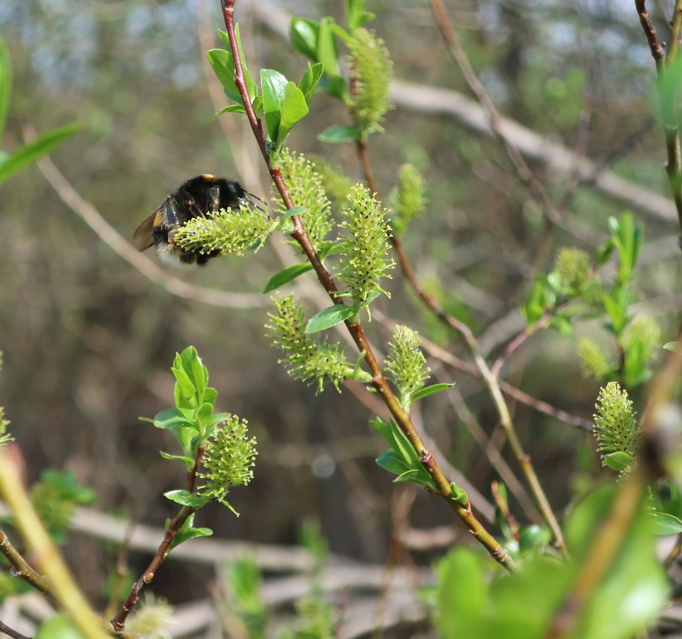 Image of Salix myrsinifolia specimen.