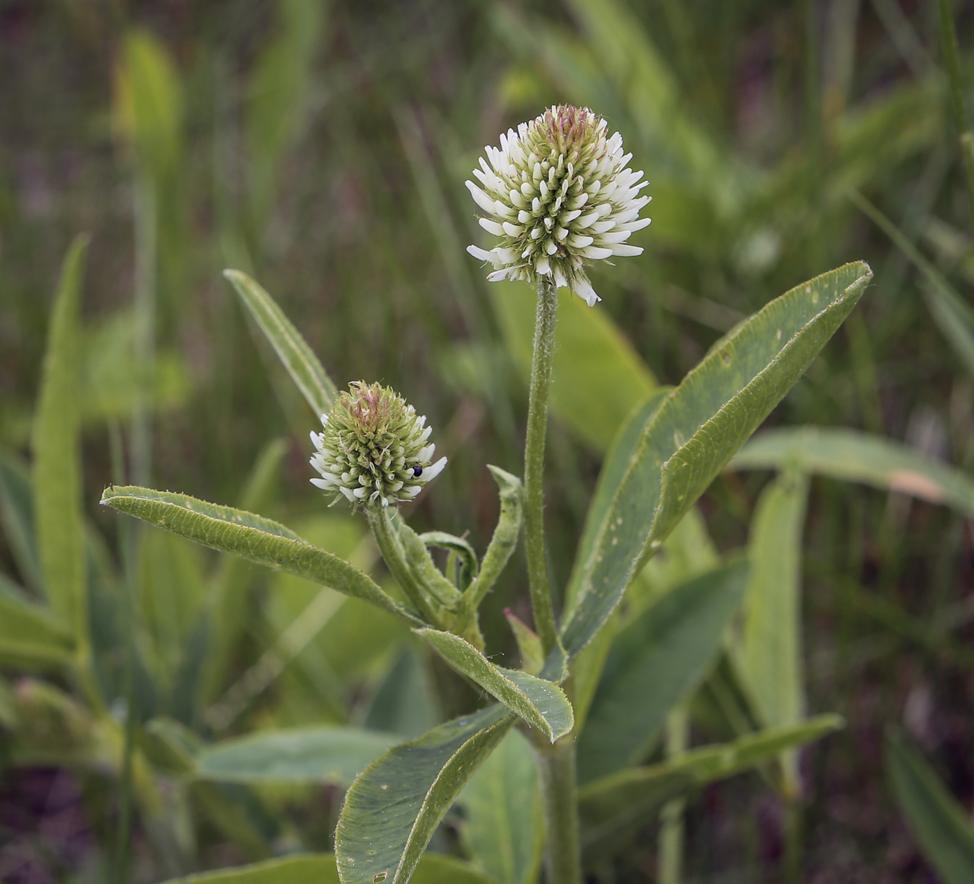 Изображение особи Trifolium montanum.