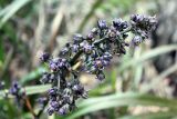 genus Dianella. Соцветие. Австралия, штат Тасмания, национальный парк \"Tasman\". 03.01.2011.