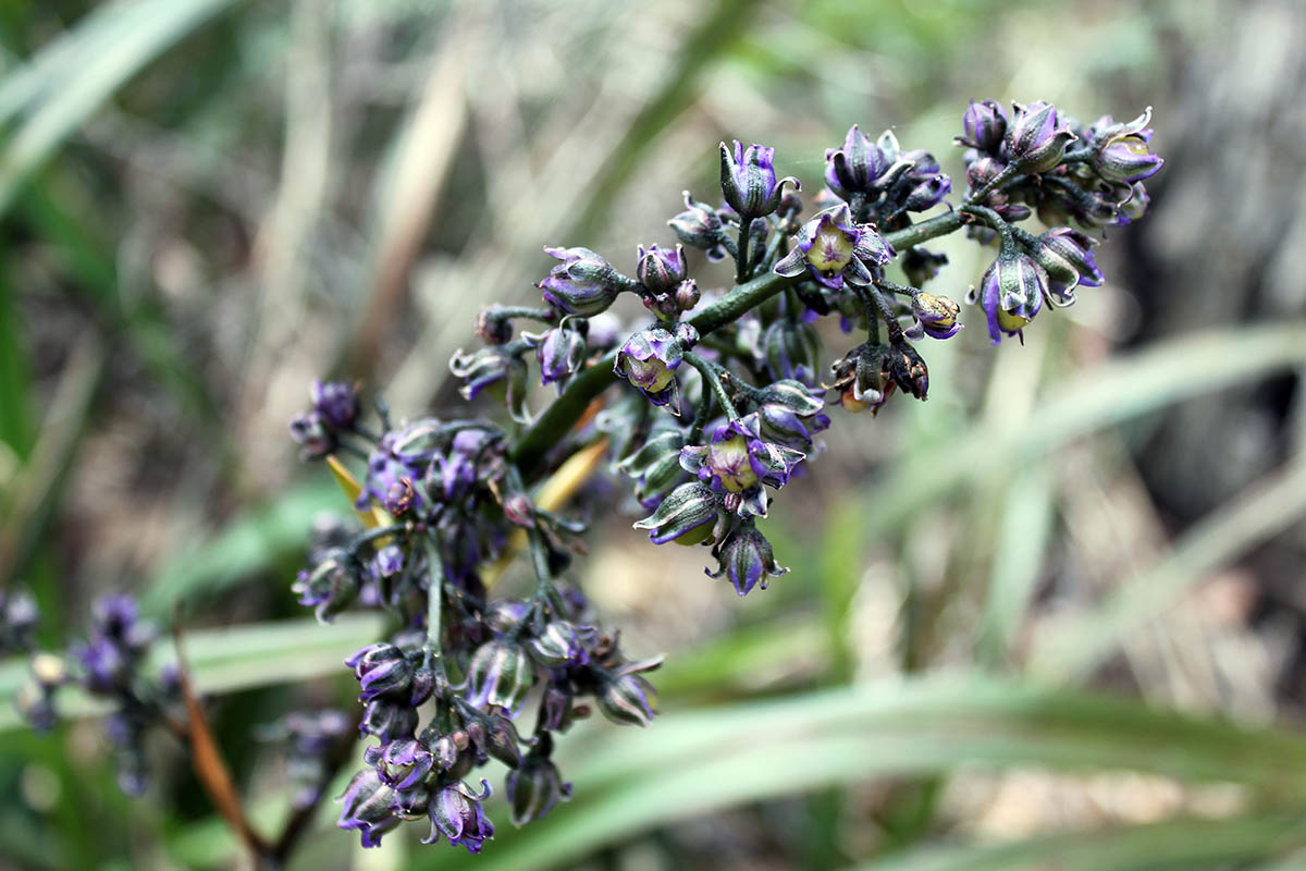 Изображение особи род Dianella.